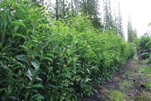 Tea in CTAHR field